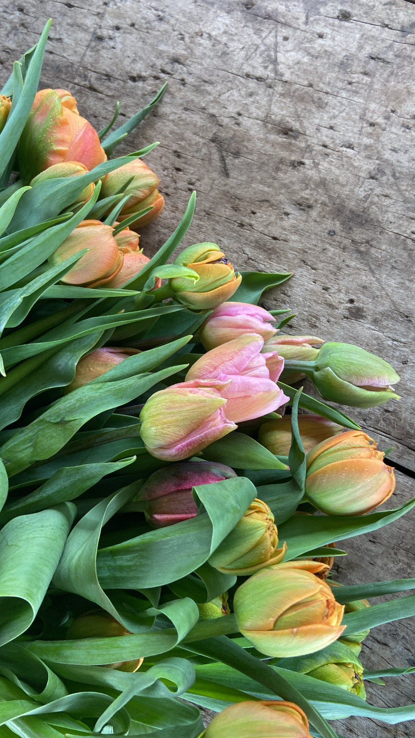 Specialty Tulip Bunches