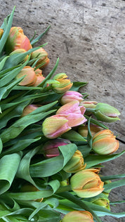 Specialty Tulip Bunches