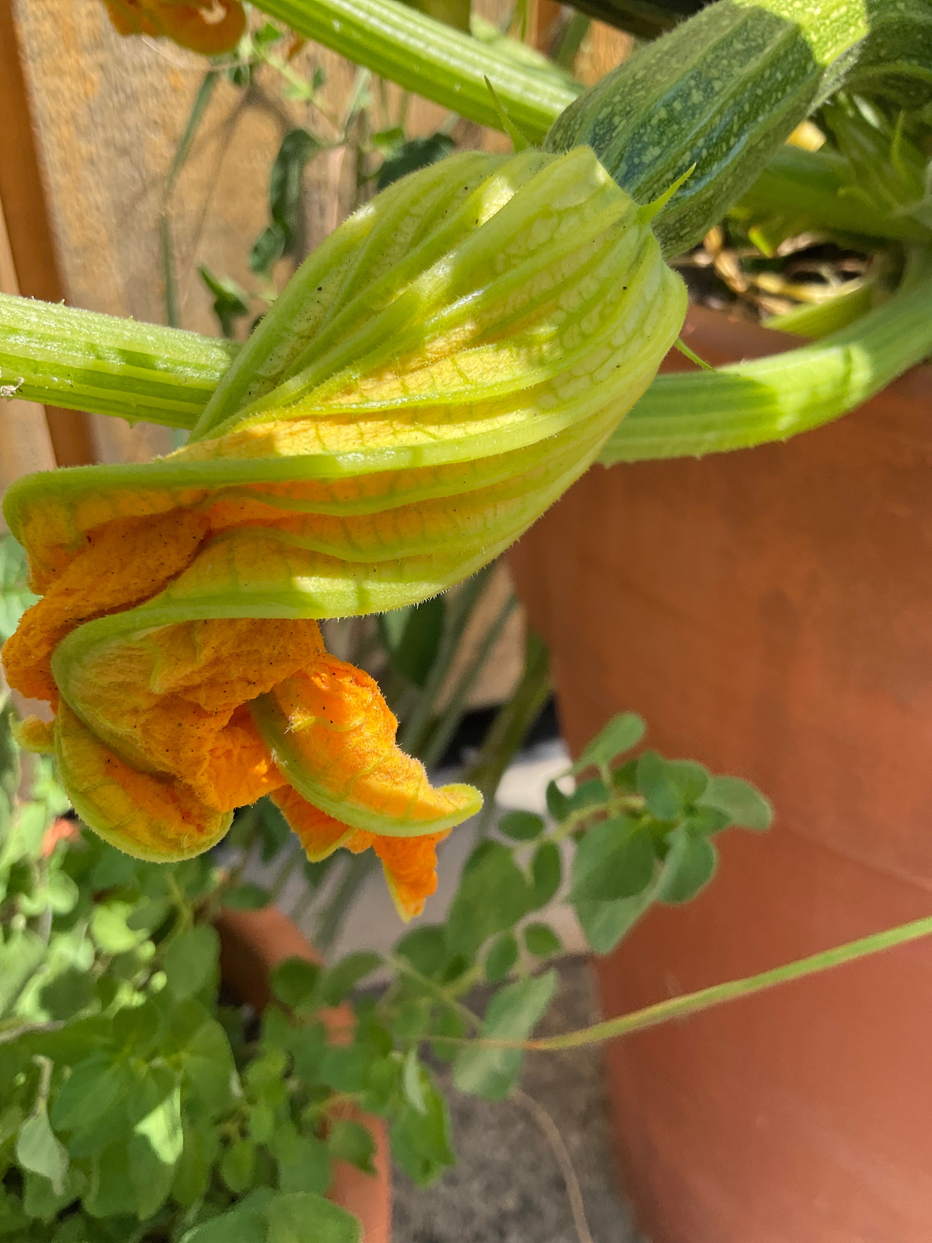 Squash Blossom