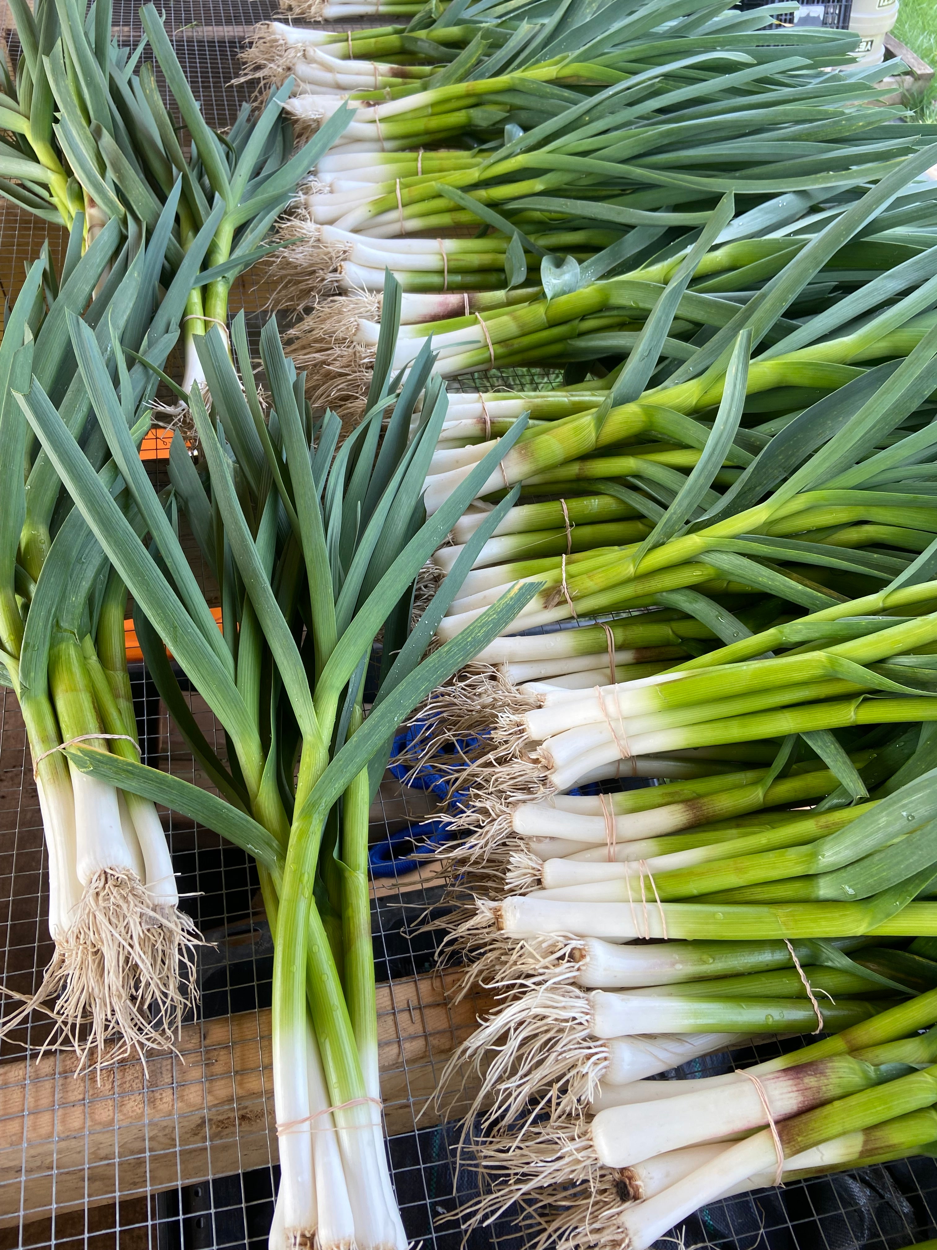 Green Garlic Bunch