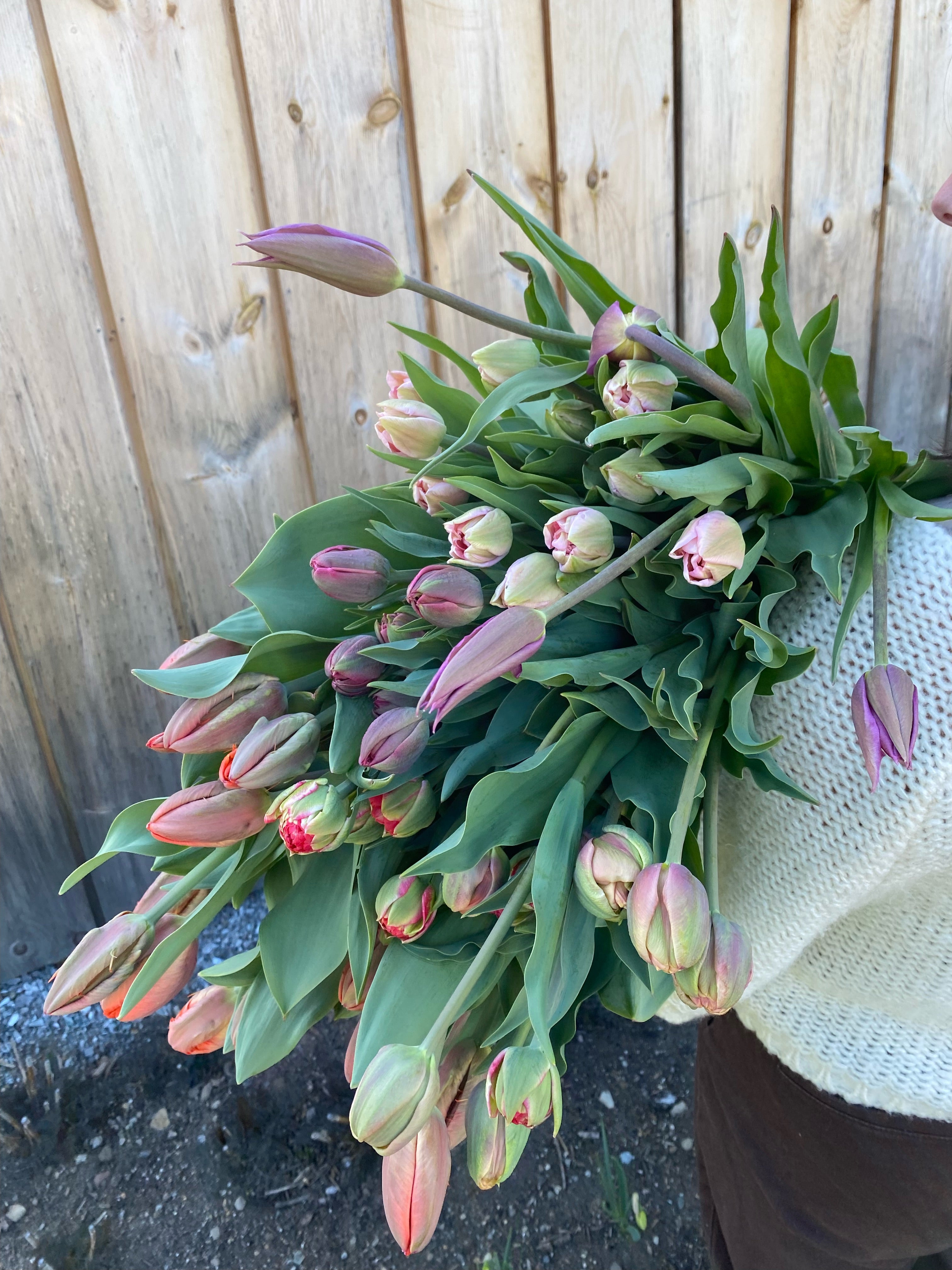 Specialty Tulip Bunches