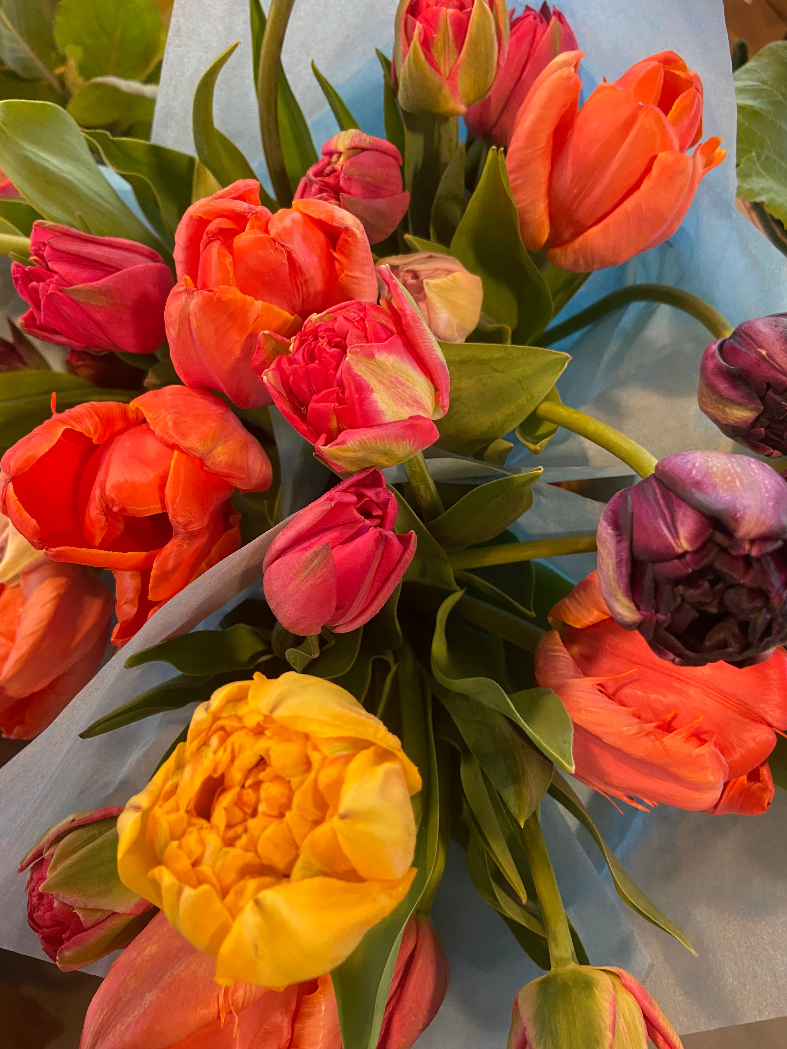 Tulips, Bunch