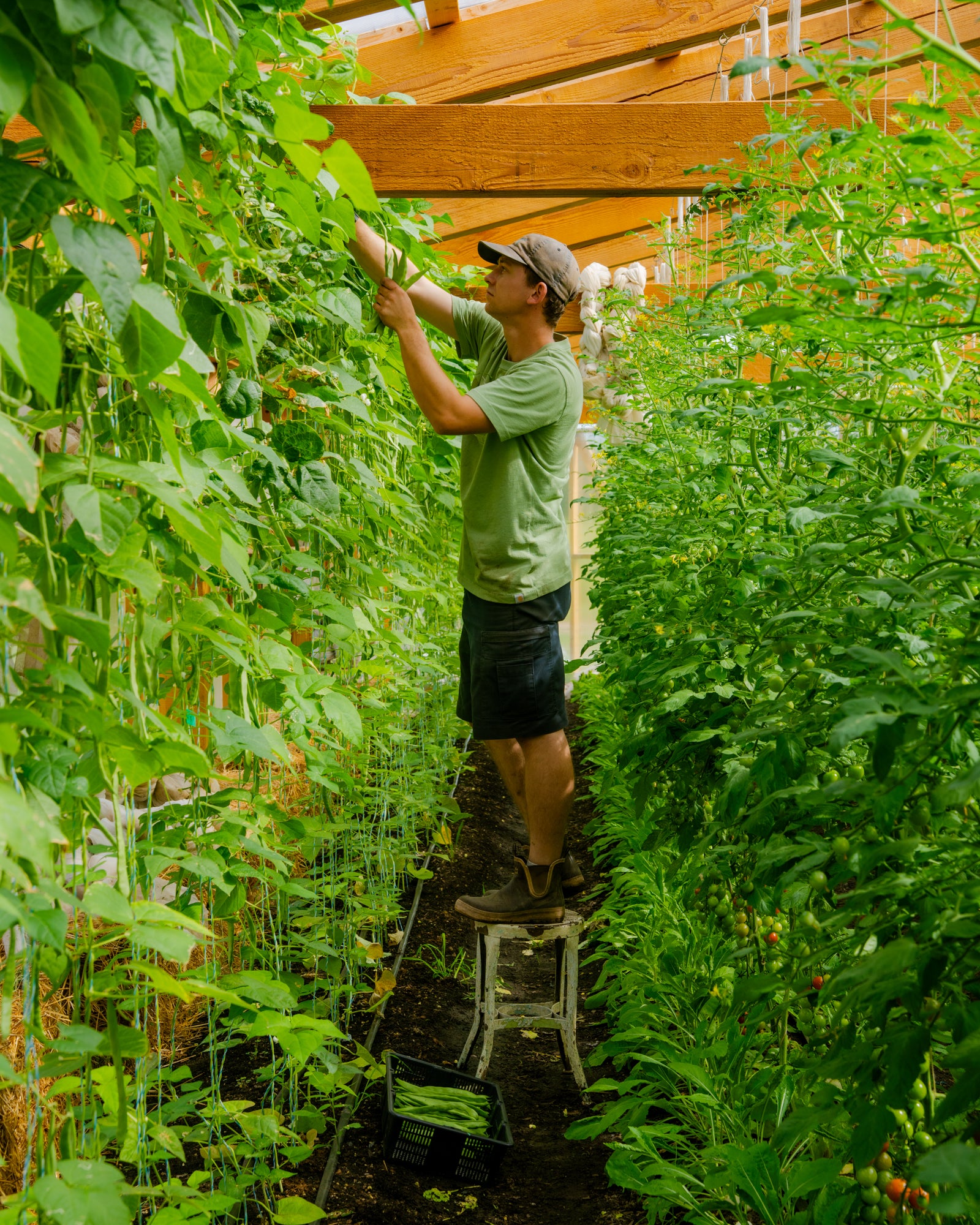 Sowed and Harvested by Hand
